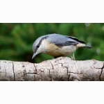 Kleiber DSC09128.jpg